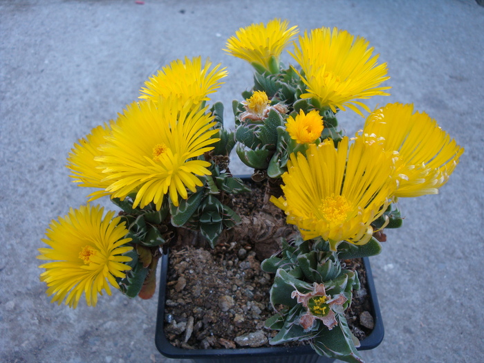 Faucaria subintegra (L.Bolus)