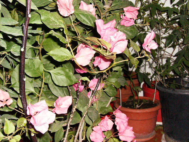 Bougainvilea roz