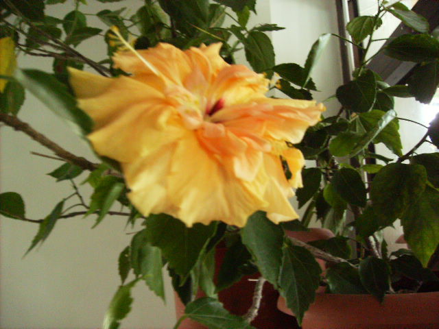 hibiscus2