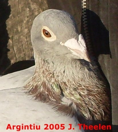 Argintiu 2005 Theelenu - 0-Porumbeii mei-my pigeons