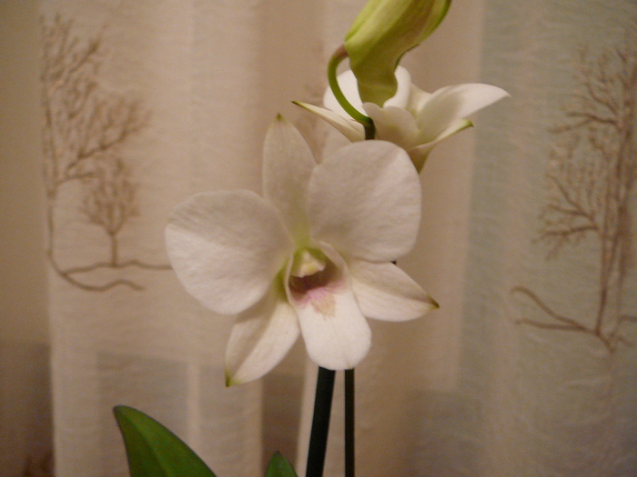 Dendrobium phalaenopsis - ORHIDEE