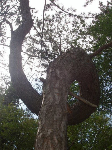 copac vazut in Slovenia - 4000 Vazut _ placut_ postat