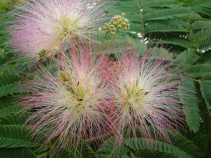 Albizia floare