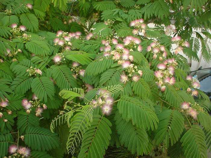 Albizia cand cautam umbra...