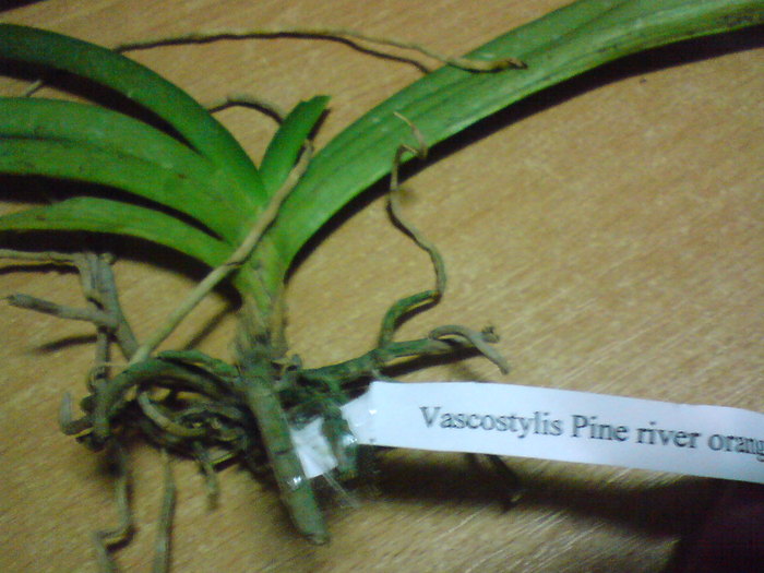 VANDA DE PE EBAY