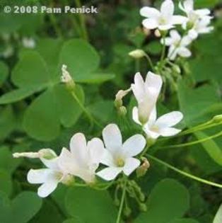 oxalis regnelii nu a mai iesit anul acesta