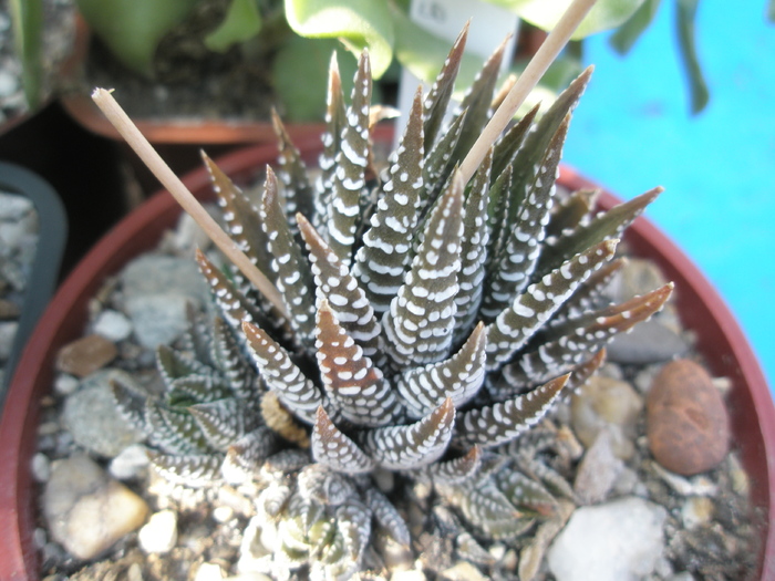 Haworthia inrudita cu fasciata - 2009; Colectia: Andre
