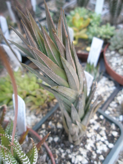 Haworthia glauca - 2009; Colectia: Andre
