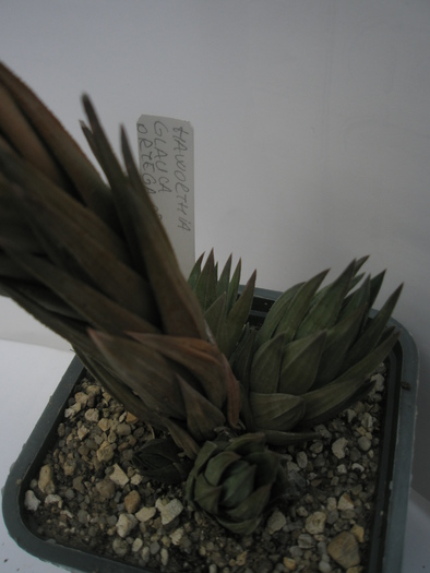 H. glauca - puii - 2010; Colectia: Andre
