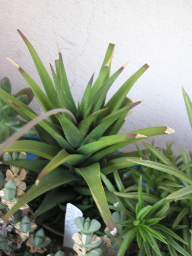 Haworthia glabrata - 2009; Colectia: Andre
