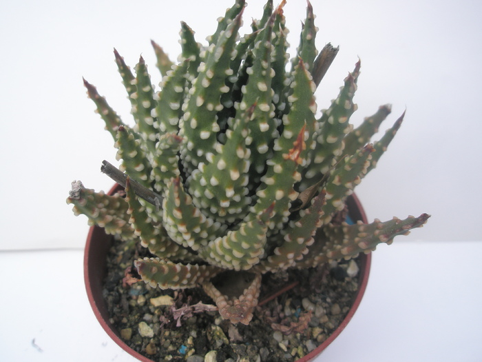 H. pumila - 2010; Colectia: Andre
