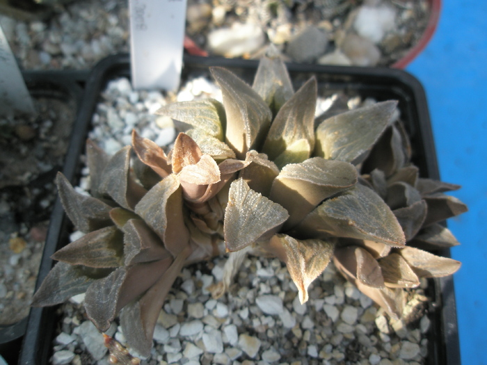 Haworthia pygmaea - 2009; Colectia: Andre
