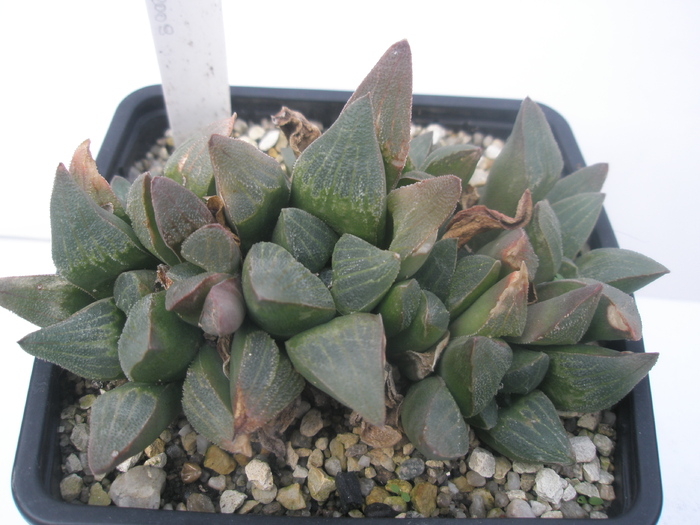 H. pygmaea - 2010; Colectia: Andre
