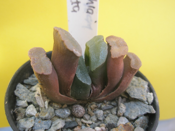 Haworthia truncata - 2010; Colectia: Andre
