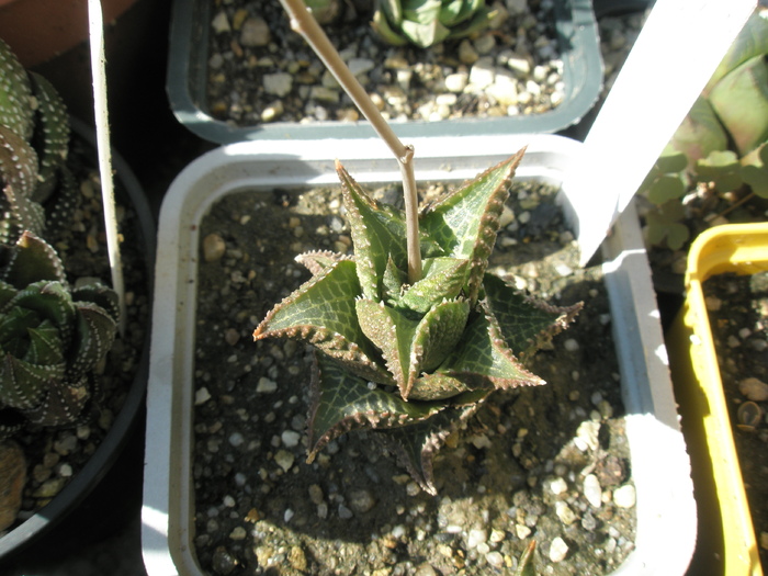 Haworthia teselata - 2009; Colectia: Andre
