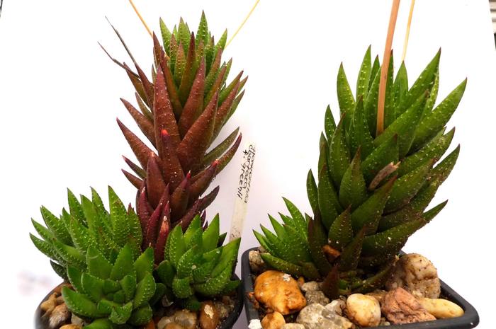 Haworthia coarctata fma. greenii; Colectia Gino
