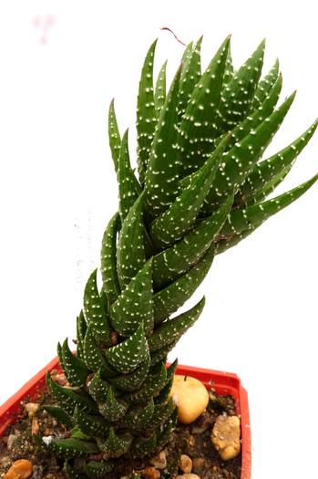 Haworthia coarctata v. adelaidensis; Colectia Gino
