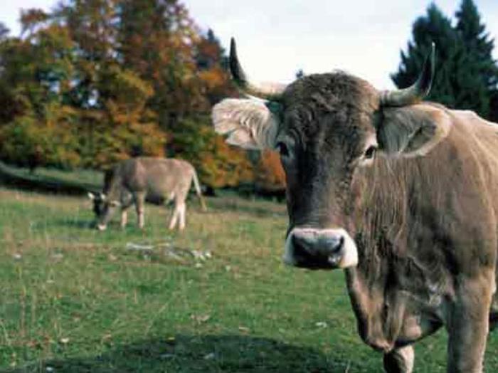 bruna de Maramures