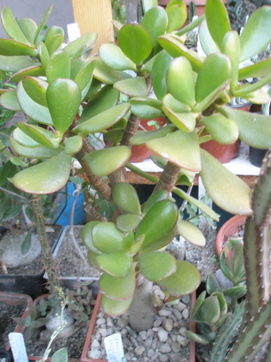 Crassula ovata - 2009; Colectia: Andre
