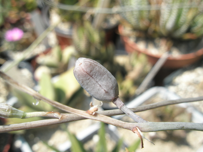 fruct de Haworthia pumila - 2009; Colectia: Andre
