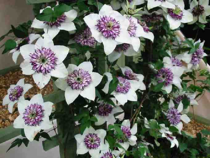 clematis florida white