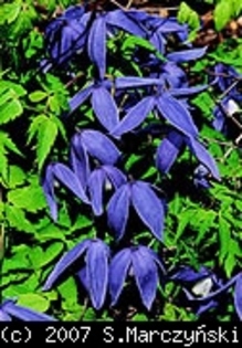 Clematis_alpina_Pamela_Jackman_K1