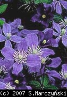 Clematis_Arabella_K1