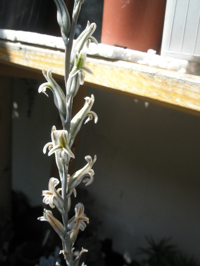 Haworthia arachnoideum - tija florala; Colectia: Andre

