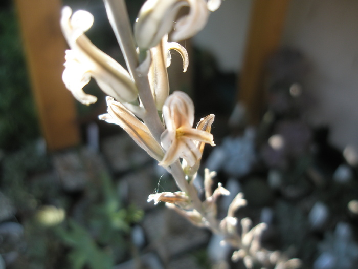Haworthia aranchnoideum - floare; Colectia: Andre
