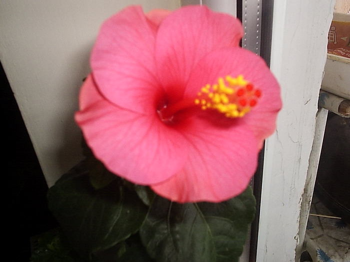 16.12.2010 - hibiscus