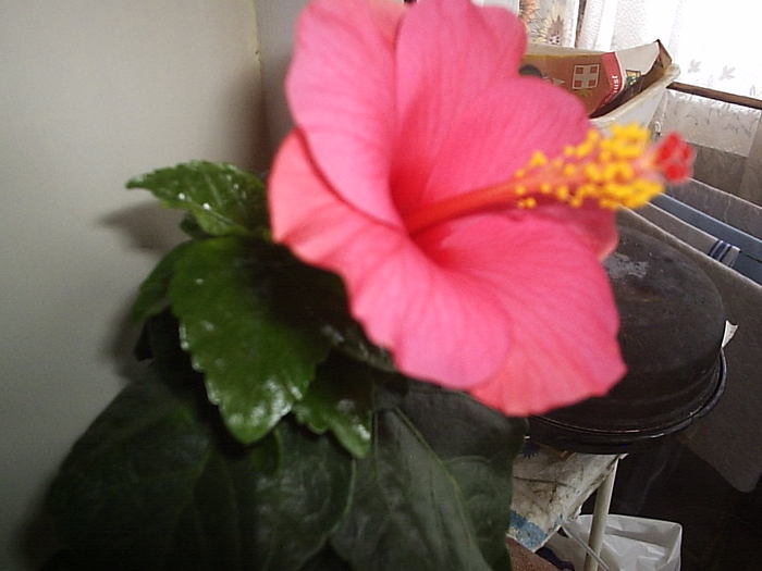 16.12.2010 - hibiscus