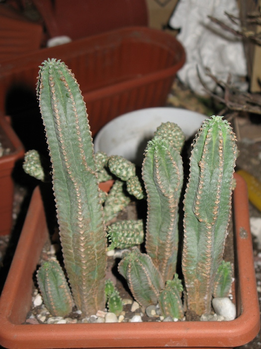 Euphorbia jansevillensis