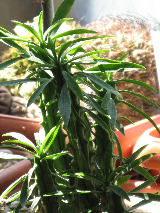 E. pulvinata