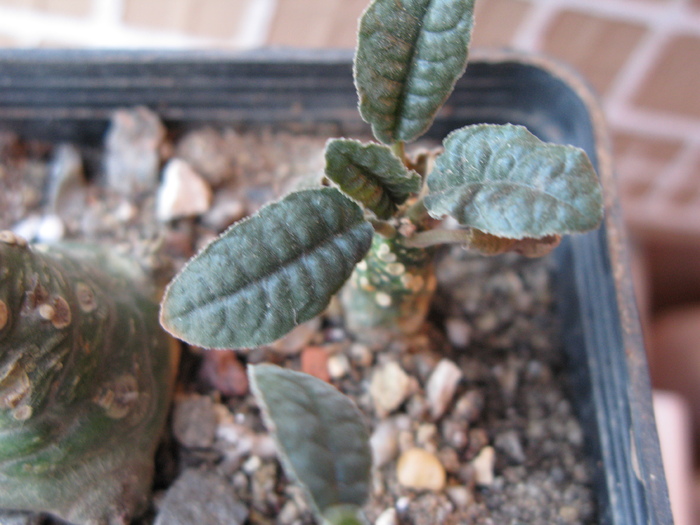 Dorstenia foetida - Caudex Plante cu caudex