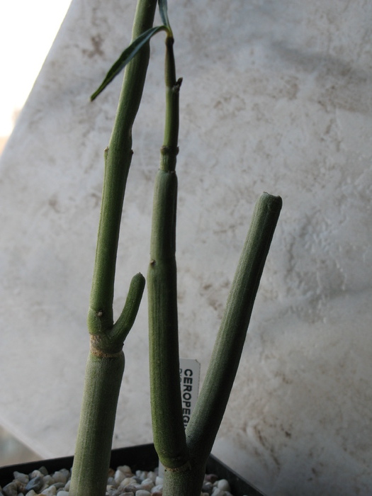 Ceropegia dichotoma - Asclepiadaceae  Aizoaceae