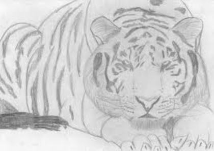 tigrul