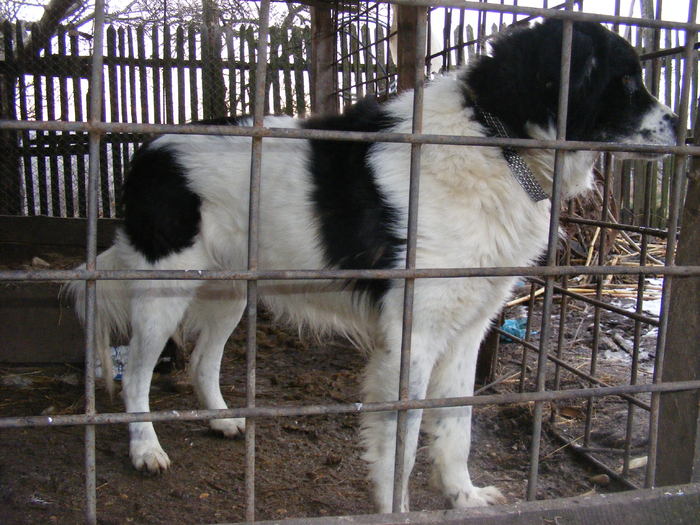 DSCF9158 - ACHILE-CIOBANESC DE BUCOVINA