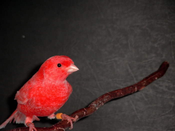 SIMG6569 - Canari matca 2011