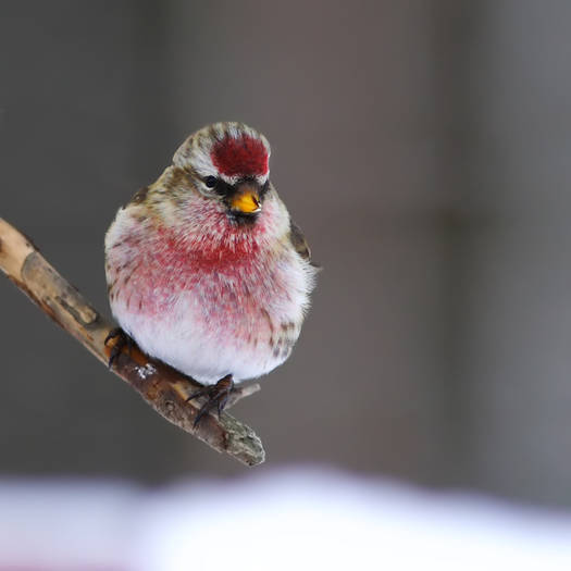 carduelis_flamea - 11 pasari salbatice florinti 2014