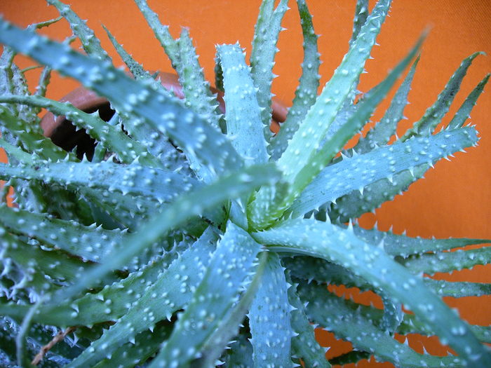 Aloe - Cactusi -suculente