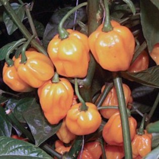 Scotch Bonnet