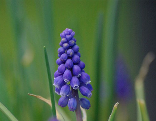 muscari