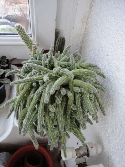 Echinopsis chamaecereus - Cactusii mei