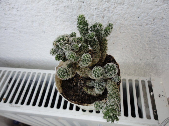 DSC01184 - Cactusii mei