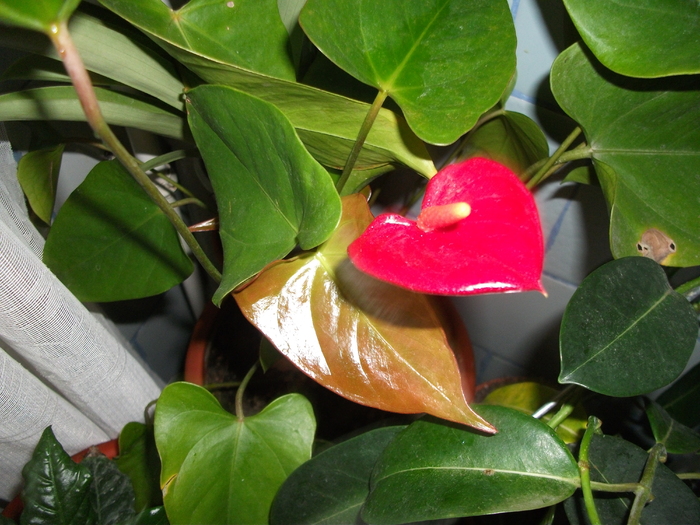 Anthurium - Din florile mele