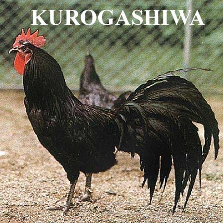 kurokashiwa2