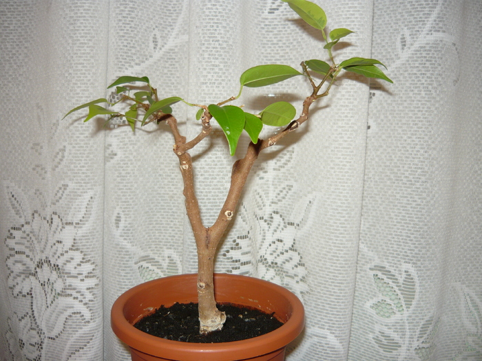 2007 - Bonsai