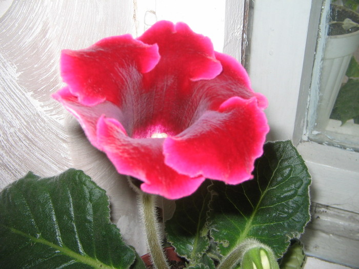 gloxinia