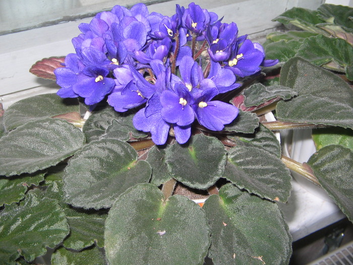 violeta - Florile mele 2007- 2008-2009