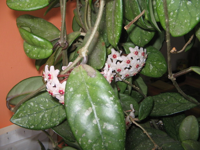 hoya